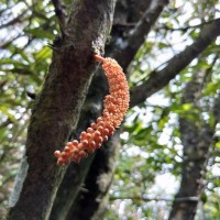 Scleropyrum
